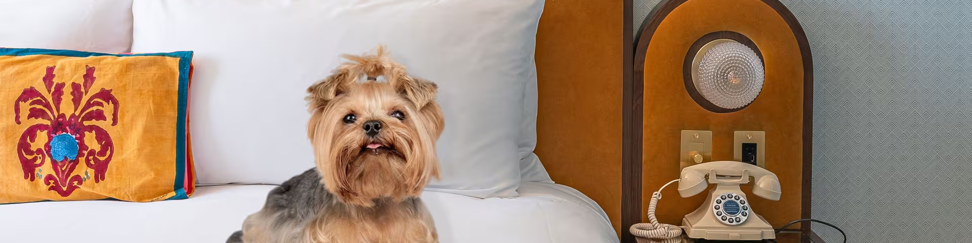 A small dog sits on a neatly made bed next to an ornate pillow, with a vintage phone on a bedside table nearby.